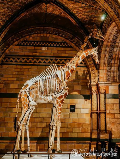 绿茵殿堂：探索建筑美学